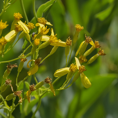 Senecio isatidioides
