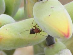Crematogaster melanogaster