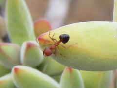 Crematogaster melanogaster