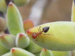 Crematogaster melanogaster