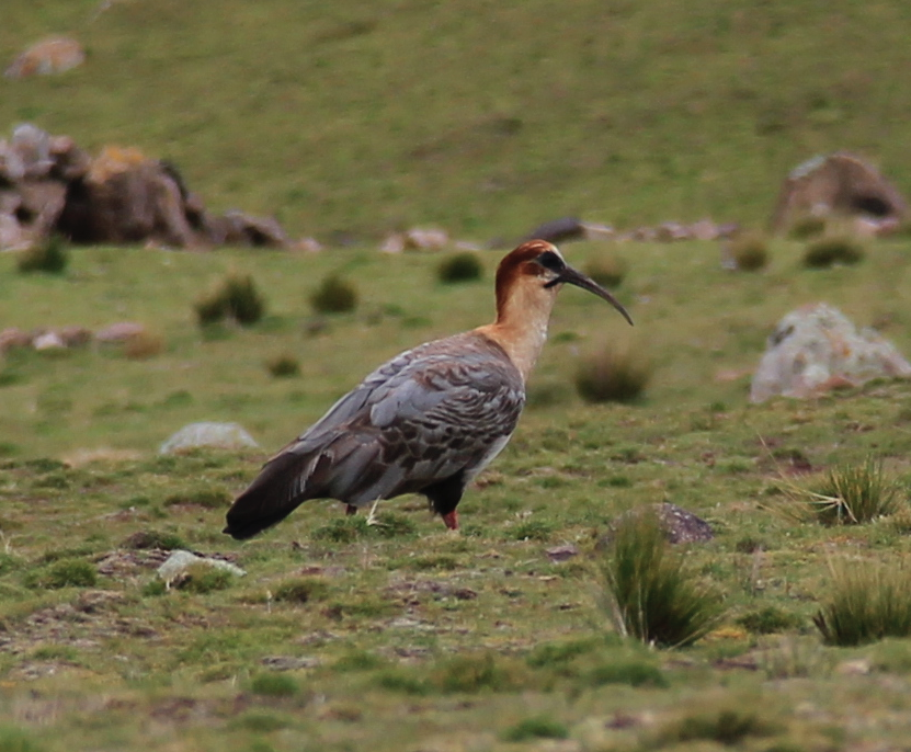 Black-faced Ibis (branickii)