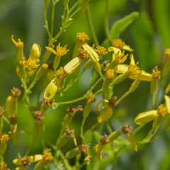 Senecio isatidioides