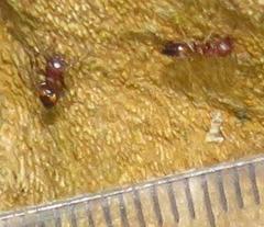 Crematogaster castanea