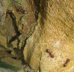 Crematogaster castanea