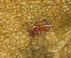 Crematogaster castanea