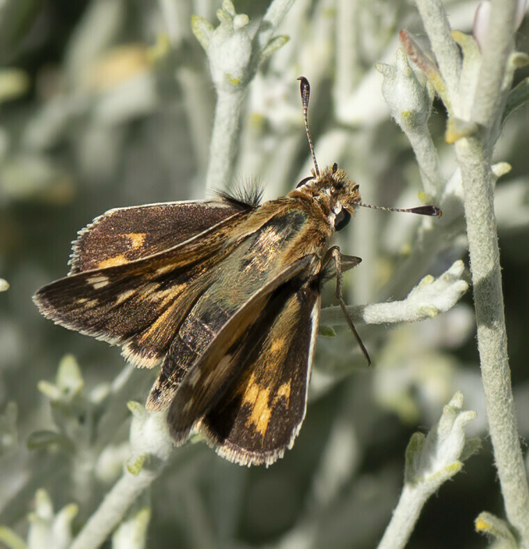 Sandhill Skipper from Kennewick, WA, USA on August 12, 2023 at 0846 AM by Donna Lucas. on snow
