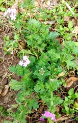 Glandularia polyantha