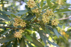 Platylophus trifoliatus