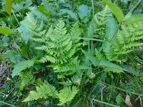 papraď rozložená (Dryopteris dilatata)