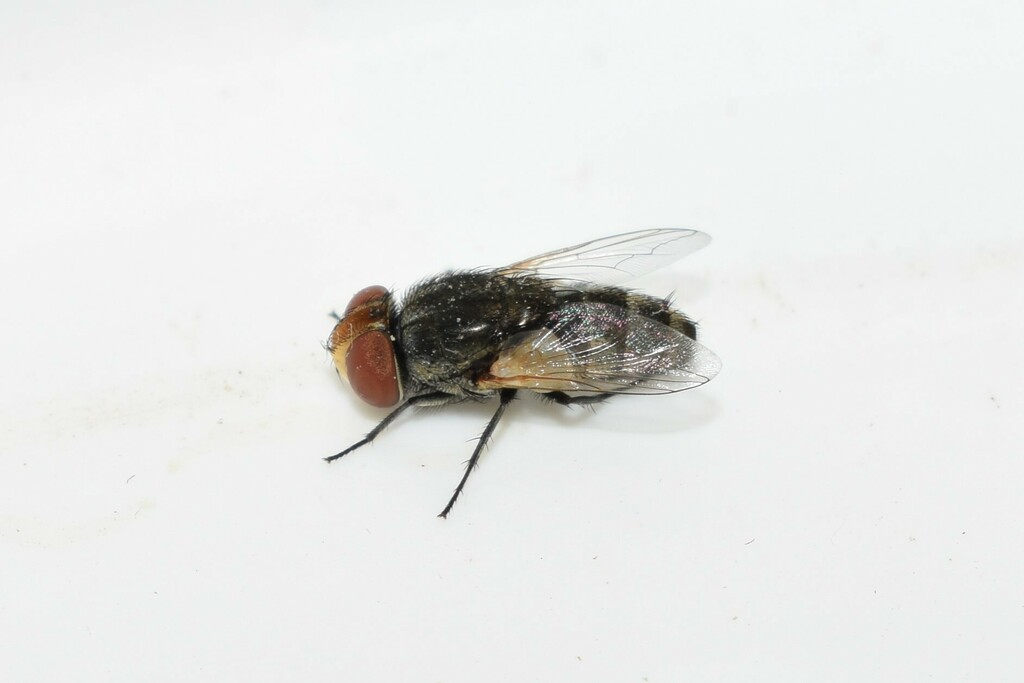 Miltogramma murina