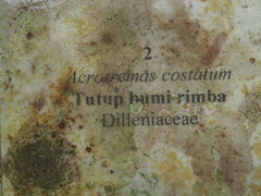 Acrotrema costatum, photograph (c) Cheongweei Gan, some rights reserved (CC BY)