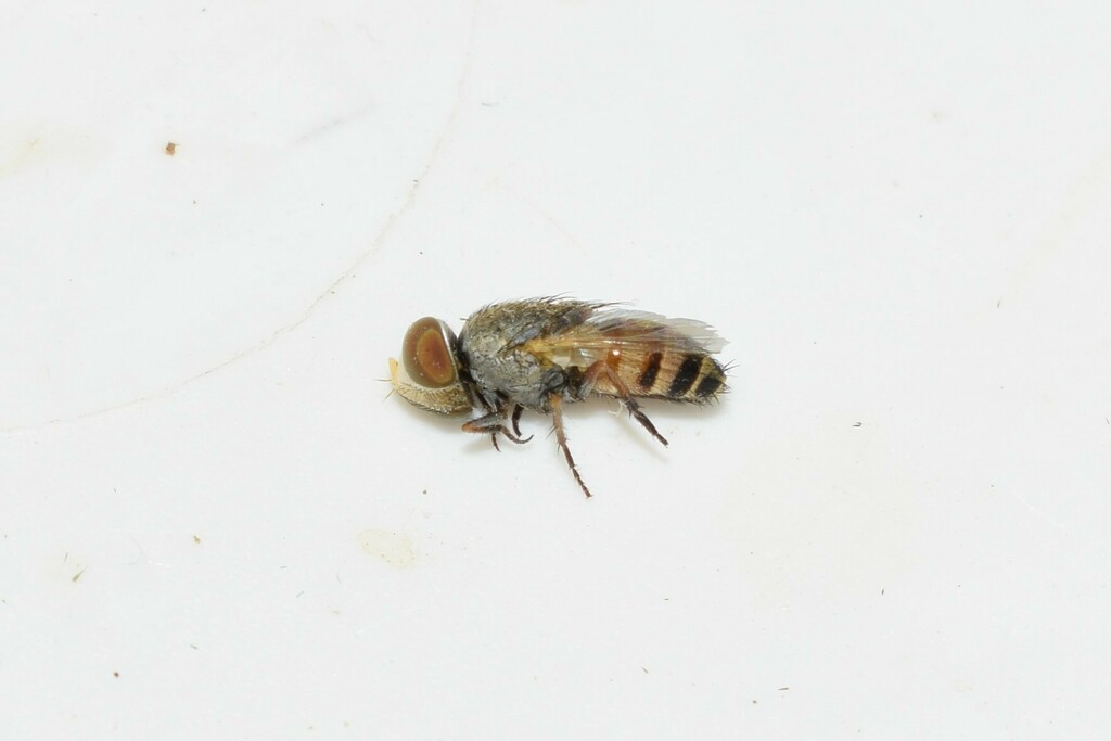 Apodacra radchenkoi