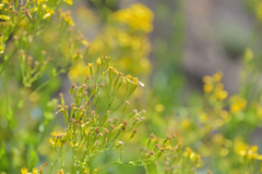 Senecio isatidioides