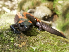 Bell's False Brook Salamander photo 2