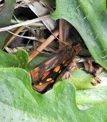Metisella metis