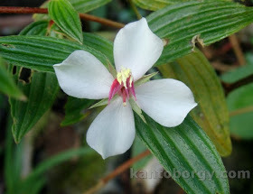 Monochaetum lineatum image