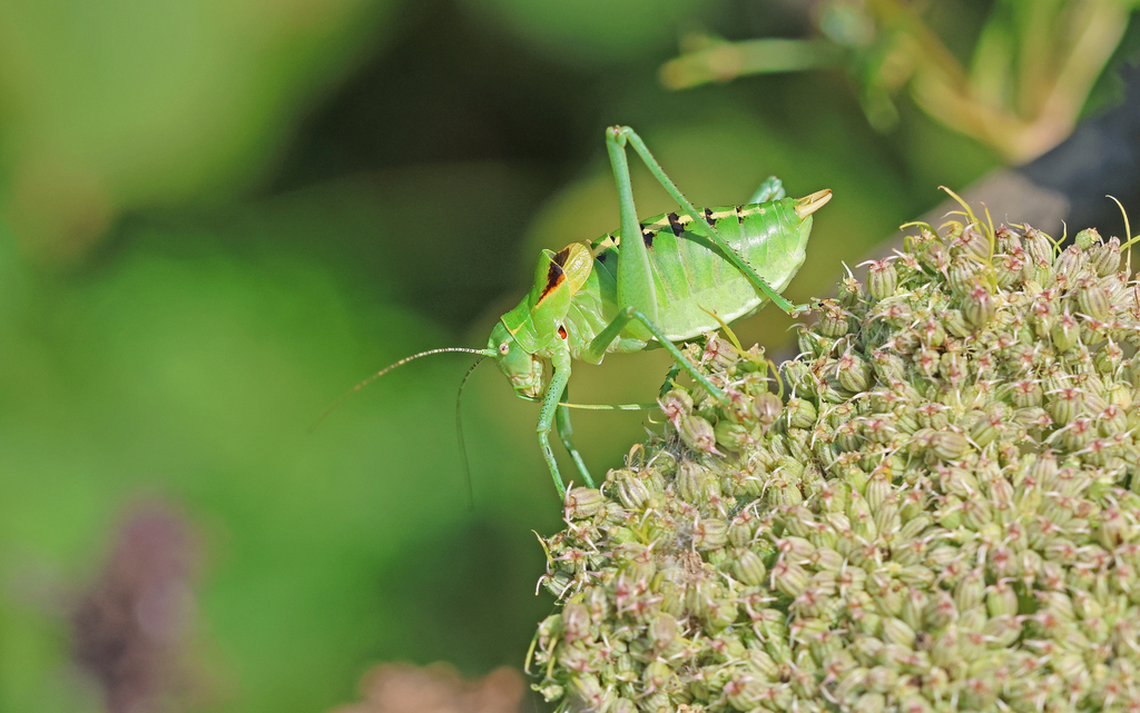 Ornate Bright Bush-cricket