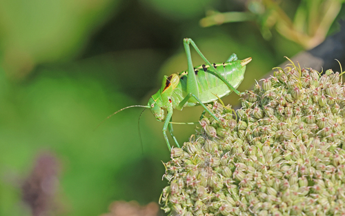 Ornate Bright Bush-cricket
