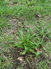 Plantago lanceolata
