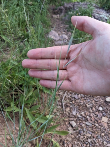 Image of Elymus arizonicus by (c) Alina Martin, some rights reserved (CC BY)