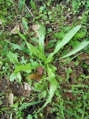 Plantago lanceolata