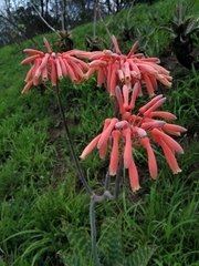Aloe maculata