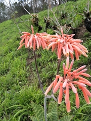 Aloe maculata