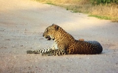 Panthera pardus kotiya