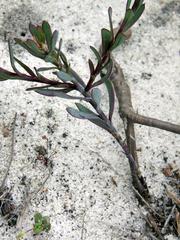 Osteospermum polygaloides polygaloides