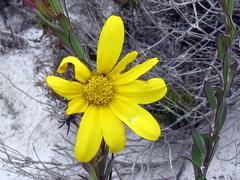Osteospermum polygaloides polygaloides