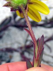 Osteospermum polygaloides polygaloides