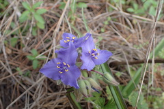 Tradescantia ohiensis