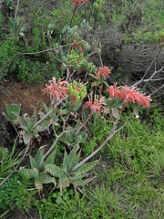 Aloe maculata