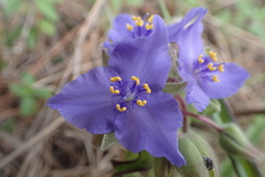 Tradescantia ohiensis