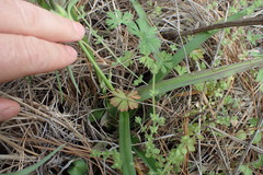 Tradescantia ohiensis