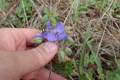 Tradescantia ohiensis