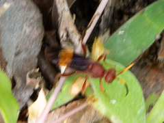 Trogomorpha arrogans