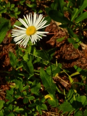 Erigeron coulteri