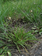 Plantago lanceolata