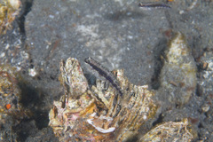 Asterropteryx striata