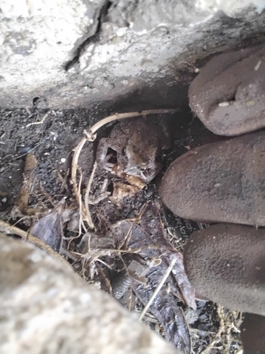 Arabian Toad