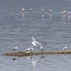 Chroicocephalus cirrocephalus