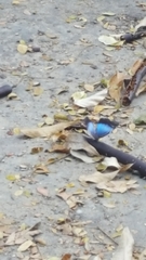 Morpho helenor insularis