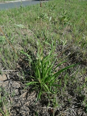 Plantago lanceolata