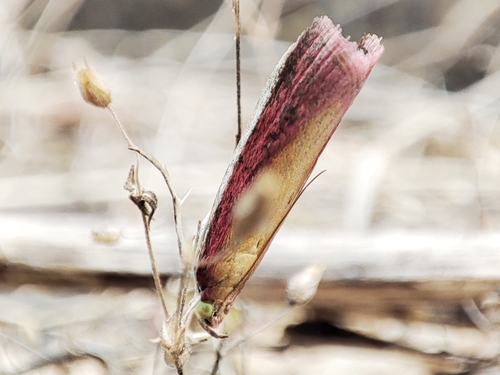 Oncocera semirubella