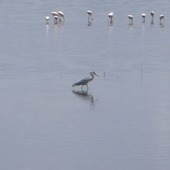 Ardea cinerea