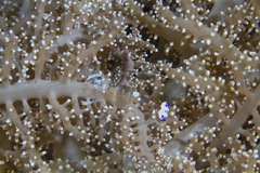 Ancylomenes magnificus