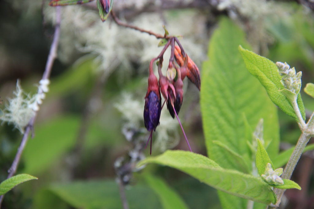 Brachyotum lindenii