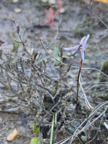 Image of Satyre Disa by (c) Charleen Brunke, some rights reserved (CC BY)