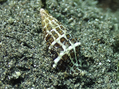 Pisania gracilis observed 2023-08-18